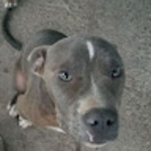 Meet your Posher, Benjamin